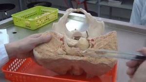 Женская половая система.  Анатомический препарат: комплекс органов малого таза