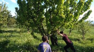 Мотоблок тащит дерево