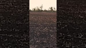 охота с грейхаундом на зайца. 2 поимки подряд