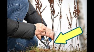 Сделайте это с астильбой осенью в октябре и сентябре для бурного цветения на следующий год!