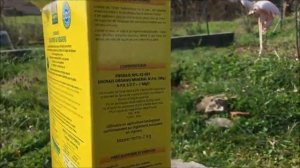 France. Figs. Инжиры, хурма . Весенняя подкормка и обработка. Раскрытие контейнерных после зимовки.
