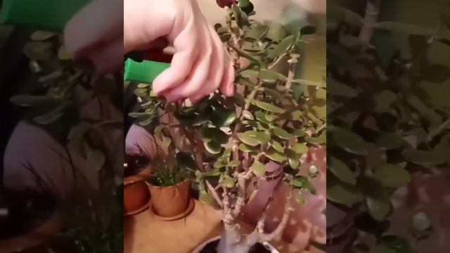 Обрезка крассулы (денежное дерево)