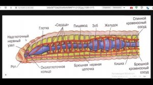Как понять биологию с нуля? Кольчатые черви