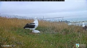 24.02.27 Royal Albatross Cam - 小信很開心媽媽LGL留下來陪伴 TF Chick is happy mom LGL stayed for company