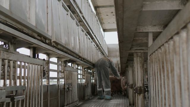 Скотовоз PEZZAIOLI. Правила перевозки свиней, транспортировки животных от профессионалов AGROCARGO.