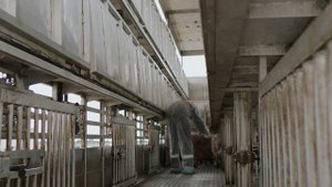Скотовоз PEZZAIOLI. Правила перевозки свиней, транспортировки животных от профессионалов AGROCARGO.