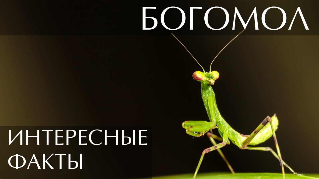 Богомол. Интересные факты
