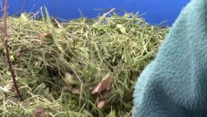 Удобрение из срезанной газонной травы!