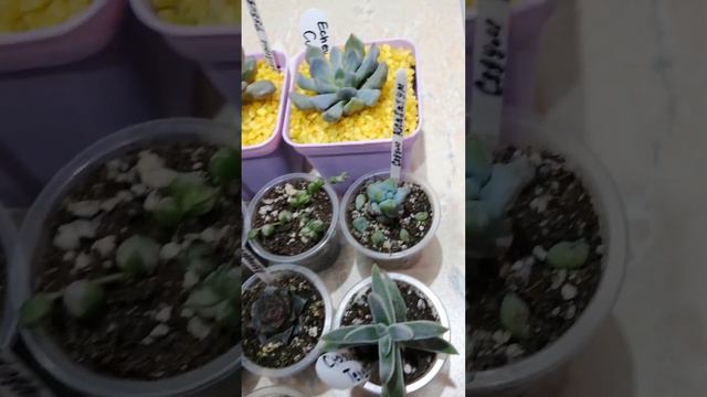 Сукулентные новинки в моей коллекции. 😉🙈🌷🌷🌷 смотреть онлайн