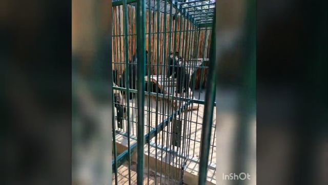 #Красивые#животные#Отдых# Зоопарк. смотреть онлайн