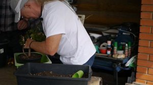 Фуксия бонсай: мастер-класс Паоло Претеросси для Фуксимании @Studio.Bonsai