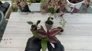 Растения-новинки. Комнатные экзоты. Распаковка