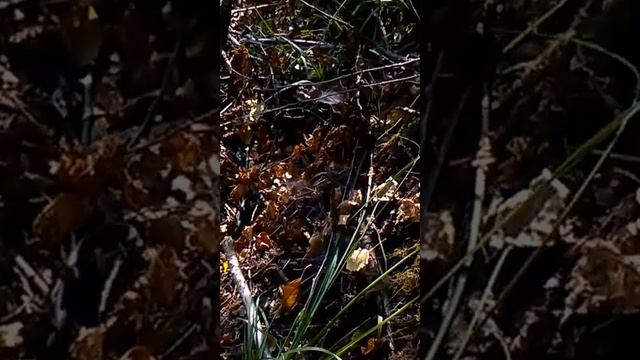 Кормежка ужа карасем смотреть онлайн