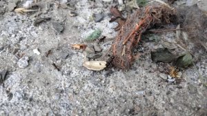 Муравьи-трудяги.mp4