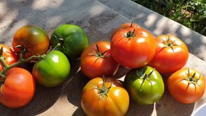 ТОМАТ Александр Великий F1. СЕДЕК. Биф-томат. Обзор Лучших Томатов.