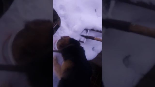 Вечерняя прогулка перед сном смотреть онлайн