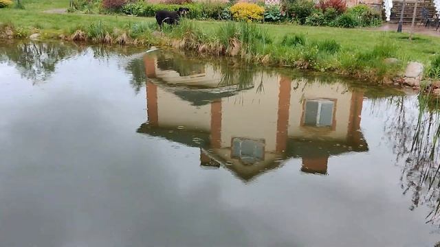 Как очистить водоем. Добавляем биопрепараты. Часть 1 смотреть онлайн