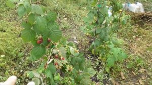 Ремонтантная малина Джоан Джей (Joan J) в октябре