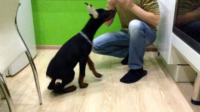 Доберман "Сет" 2.5 месяца. смотреть онлайн