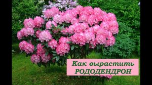 Как вырастить Рододендрон