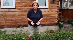 155 Пионы Закрученные листья