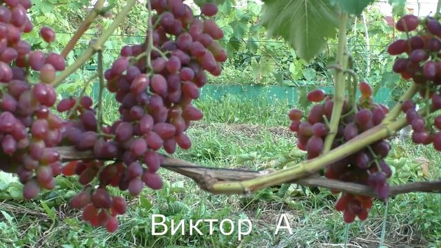 Виноград Беларуси . Лидчина . Сорт винограда Виктор   А .