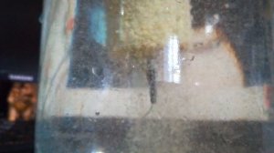 технопланктон пыление . рабочий рецепт много раз на него ловил