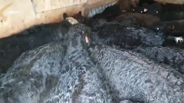 быки породы абердин-ангус