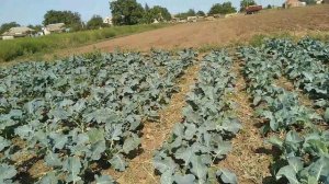 Поздняя посадка капусты брокколи 75-80 дневной