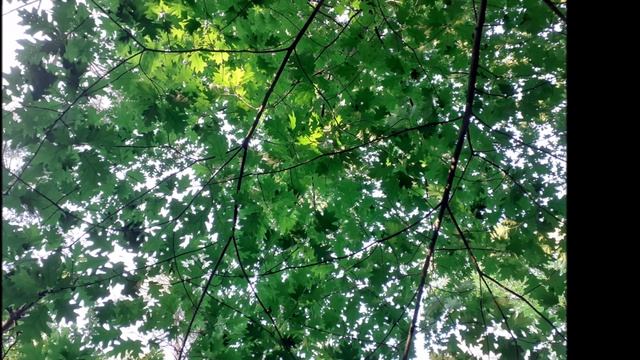 КЛЮКВА?? - ДАР ПОЛЕСЬЯ??!!! Болото за сосновым лесом смотреть онлайн