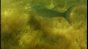 Подводная охота: Тамань 1 /  Черное море