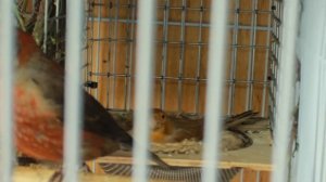 Птицы на гнездах