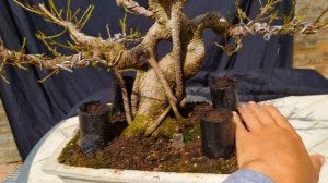 Как правильно удобрять бонсай? How Fertilize the Bonsai Tree?