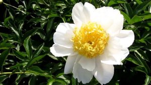 Мой сад. Пион травянистый японский Бу Тэ.