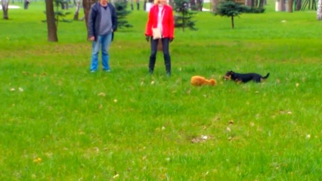 Таксу атакует пудель смотреть онлайн