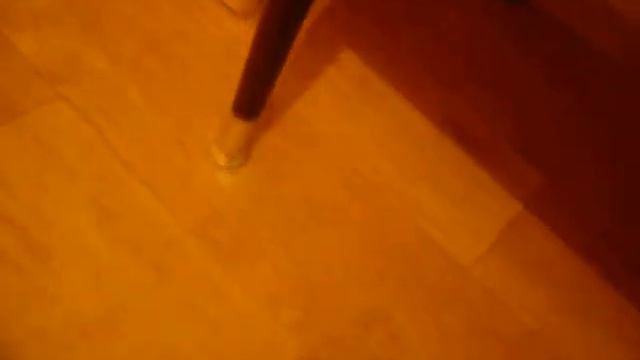 Щенок бивер йорка смотреть онлайн