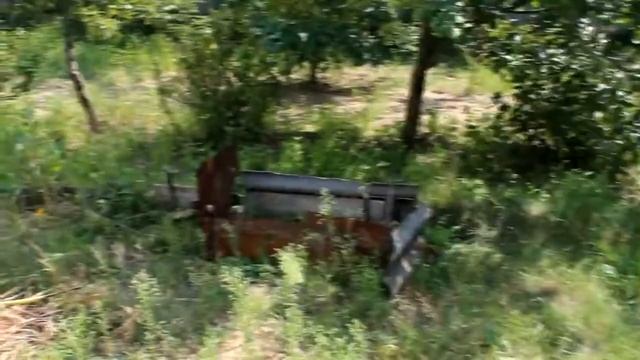 Среднеазиатская черепаха  Уход, кормление, содержание