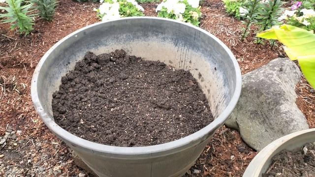 Петуния. Добавляем огородный грунт в горшки. смотреть онлайн