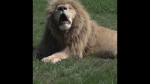 Кот умывается   #Shorts