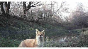 ФОТОЛОВУШКА SUNTEK HC 802A. Осенью на Заводи рядом с рекой. Лиса.