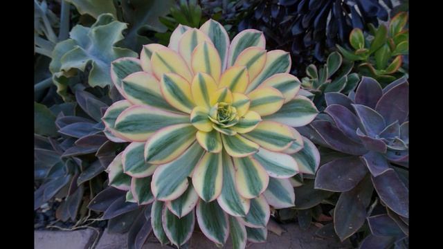 Laura's Succulent Tip of the Day Sunburst Aeoniums смотреть онлайн
