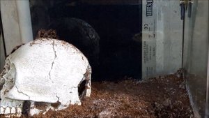 Паук-птицеед. Как охотится паук.