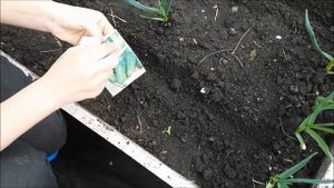 Безрассадный способ посадки огурцов.