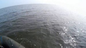 Большой сом на плоскую приманку (flat baits)