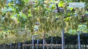 Самый лучший виноград в Таджикистане! ??