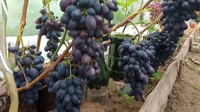 Обзор винограда в парнике на 11 сентября 2021 года. Северо-восток Беларуси, Лиозненский район. смотреть онлайн