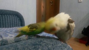 Попугаи волнистик и корелла. Волнистик чистит перышки корелле