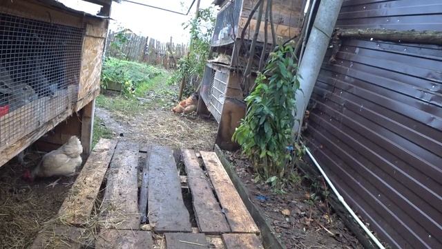 Обзор и кормление кроликов и кур На утро после СТРИМА смотреть онлайн