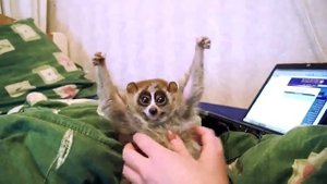 лемур домашний Загадочное животное