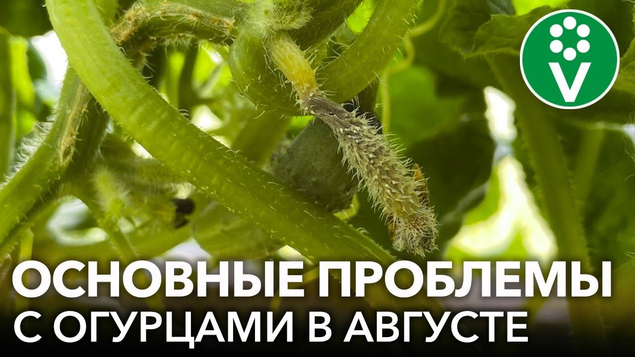 ПОЧЕМУ ОГУРЦЫ ЖЕЛТЕЮТ И ОПАДАЮТ? ОТКУДА В ОГУРЦАХ ПУСТОТЫ? Причины и действенные решения проблем